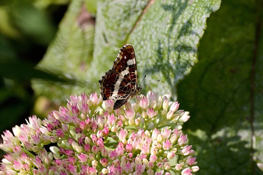 nationaal park de groote peel grote natuurgebied natuur hdr brabant limburg staatsbosbeheer turf veen heide hei bos bossen